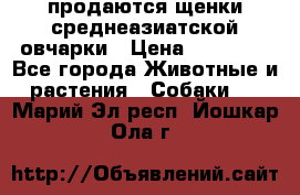 продаются щенки среднеазиатской овчарки › Цена ­ 30 000 - Все города Животные и растения » Собаки   . Марий Эл респ.,Йошкар-Ола г.